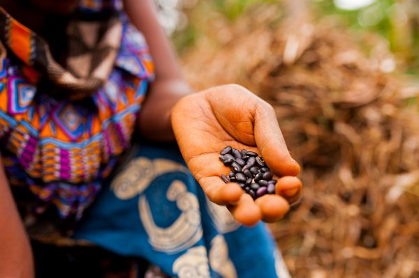 close up of woman in traditional african clothes holding black beans while working in farm in the contryside